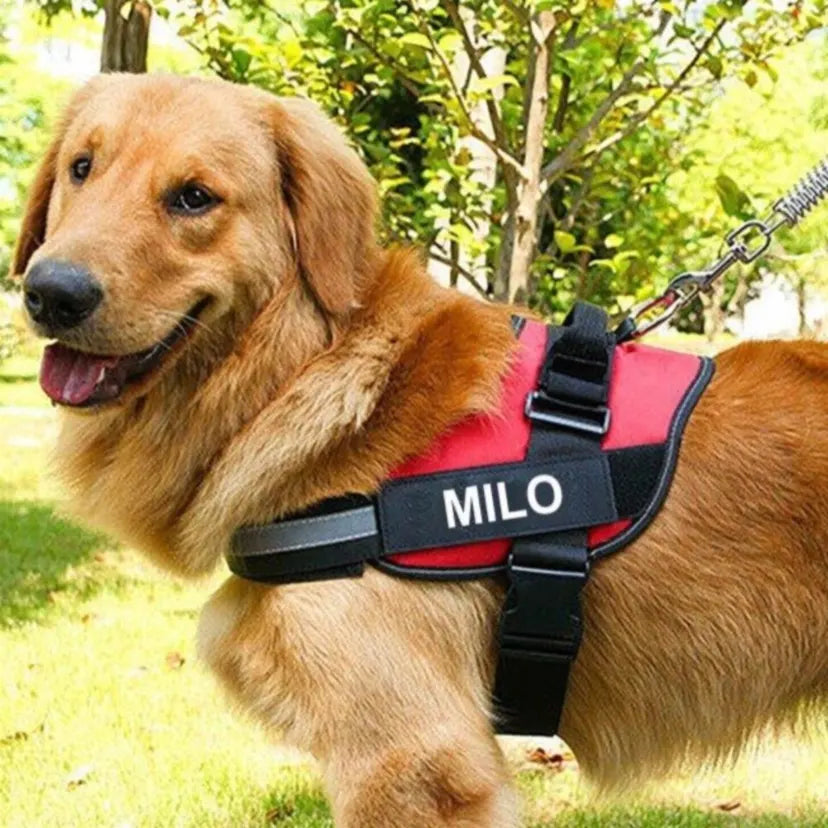 SafeTag Harness