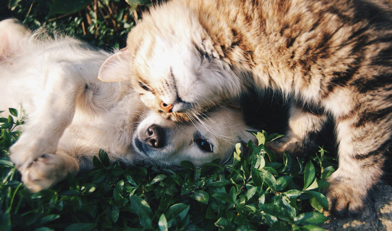 Best Comfort