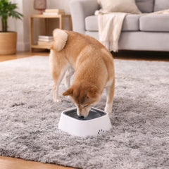CleanSip Bowl