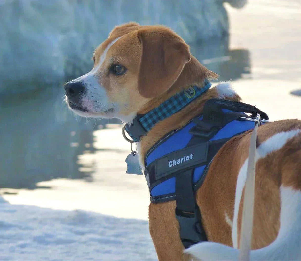 SafeTag Harness